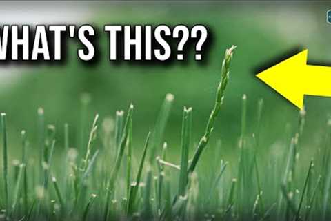 It''s The WORST Time For Your Lawn...Here''s Why!