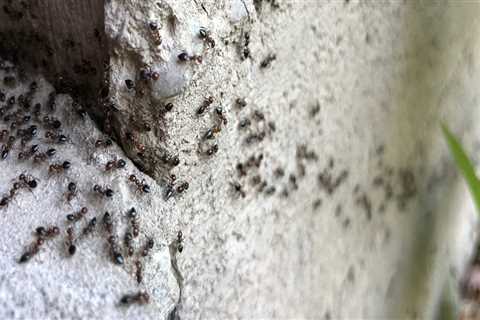 Does pest control attract bugs?