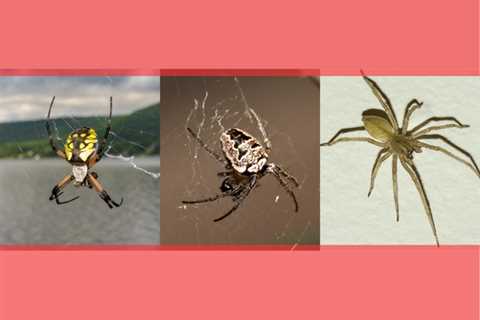 3 Types of Spiders You May Find In Your Mississauga Home