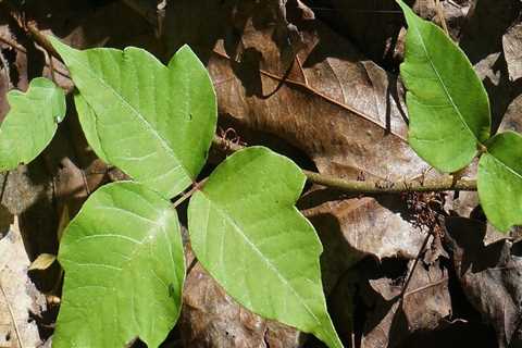 How much does poison ivy removal cost?