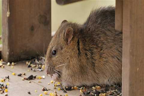 How long does it take for pest control to work?