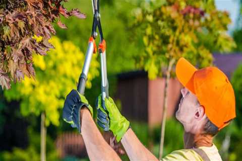 What are the Risks of Pruning a Tree at the Wrong Time?