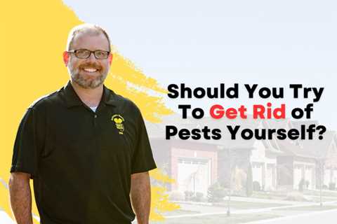 Hamilton Pest Control: Should You Try To Get Rid of Pests Yourself?