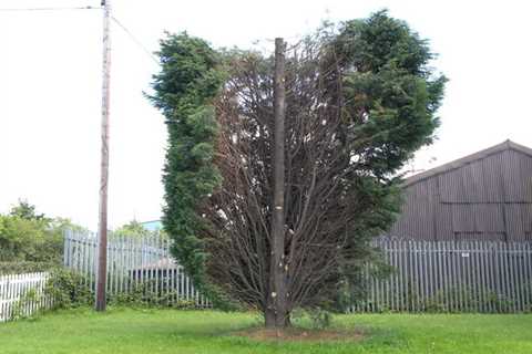 Siddow Common Tree Surgeon Commercial & Residential Tree Removal & Pruning Services