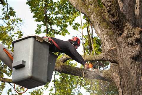 Georgetown Tree Trimming Service	 