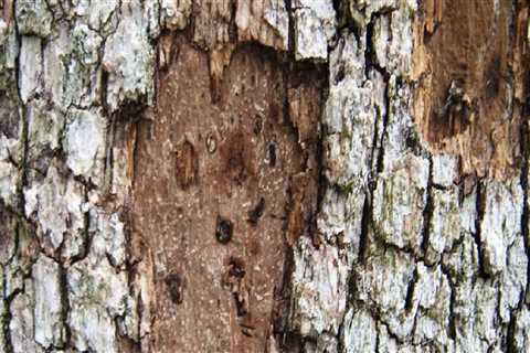 Treating Tree Diseases in Texas: A Comprehensive Guide