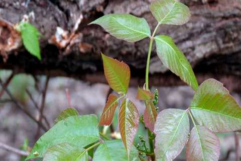 Who removes poison ivy?