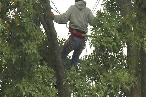 What is arboriculture in agriculture?