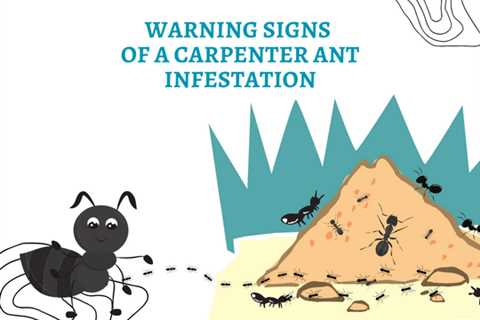 3 Warning Signs of a Carpenter Ant Infestation in Cambridge