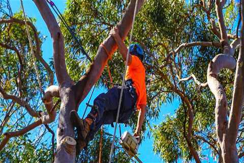 Why is it important to trim your trees?