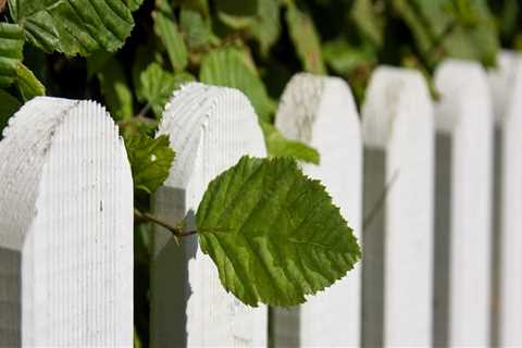 Preventive Tree Maintenance In Georgia: What You Do Not Know Can Hurt You