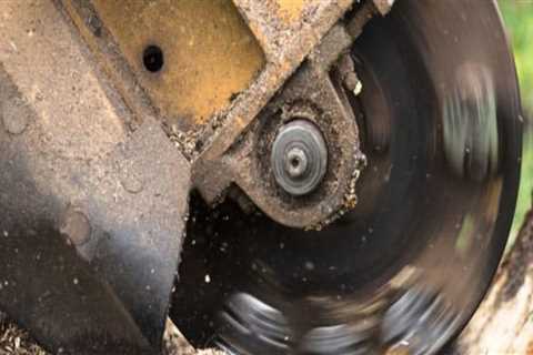 How Long Does Stump Grinding Take? An Expert's Guide