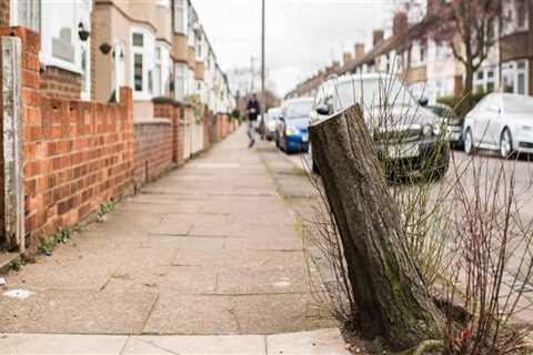 Cutting Trees in the UK: What You Need to Know