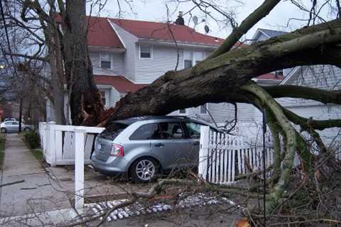 Queens Park Tree Surgeons Residential And Commercial Tree Removal Services