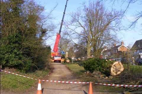 The Cot Tree Surgeons 24 Hour Emergency Tree Services Felling Dismantling And Removal