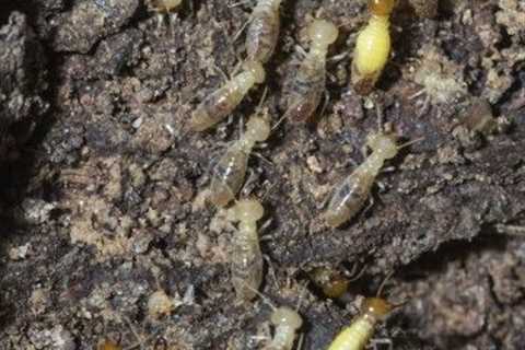 Does Wood Mulch Attract Termites