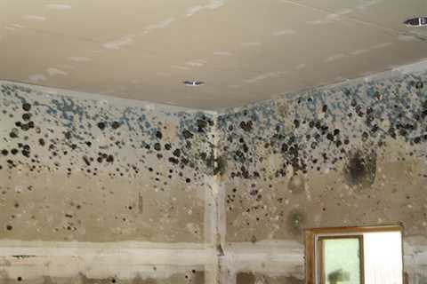 What To Spray To Prevent Mold After Water Damage