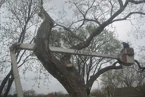 Tree Surgeons in High Lane Commercial And Residential Tree Removal And Trimming Services