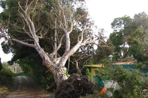Tree Surgeons Broad Oak Tree Dismantling Removal And Felling across Broad Oak