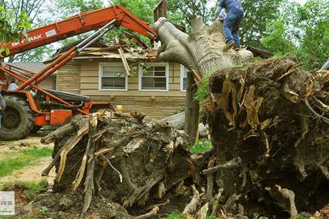 Standard post published to Baxter's Tree Service at July 19 2023 16:03