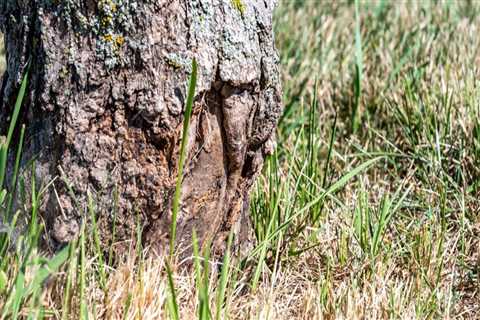 Can a diseased tree be saved?