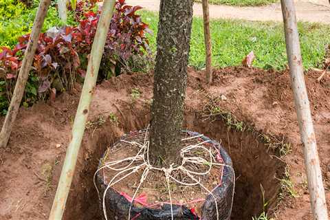 How Much Does It Cost to Move a Tree with a Tree Shovel?