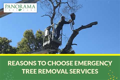 Protecting Your Property: 7 Reasons to Choose Emergency Tree Removal Services