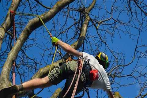 Do Arborists Need a License? A Comprehensive Guide