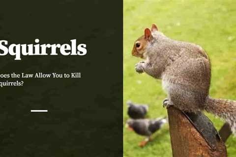 What Are The Legal Considerations And Regulations Surrounding Pest Control For Squirrels?