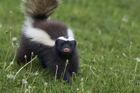 What Determines The Average Cost For Skunk Removal Services?