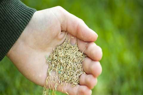 Which grass seed is best for overseeding?