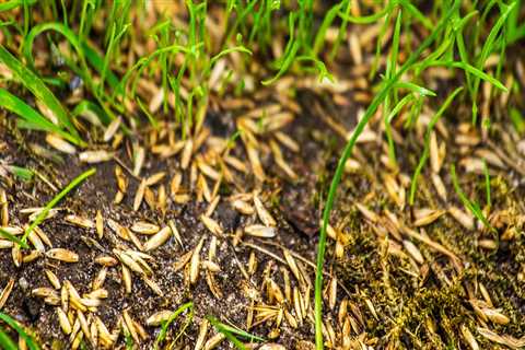 Where does grass seed come from?