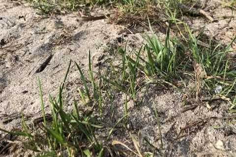 Will grass seed grow in sand?