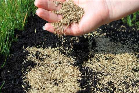 How much grass seed do i need?