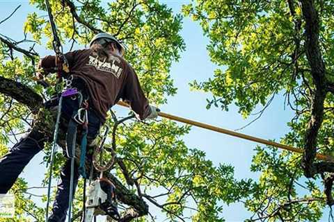 Standard post published to Baxter's Tree Service at August 06 2023 16:01