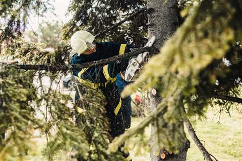 What Are The Benefits Of Tree Trimming Service?