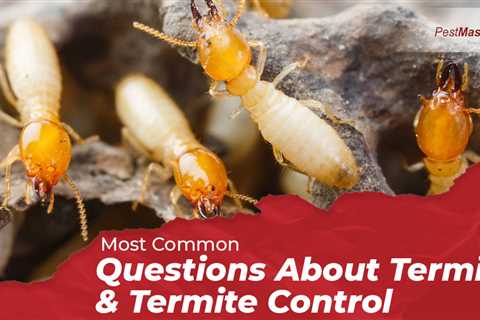 Termite Control Hartly DE: How Can You Safeguard Your Home Against Termites?