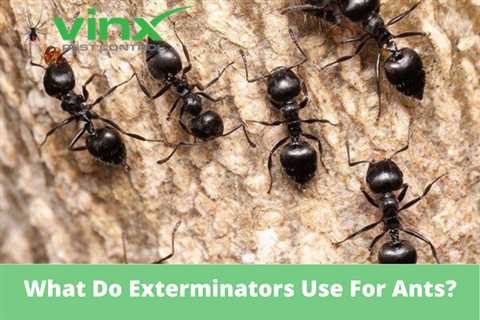 When To Call An Exterminator For Ants: Assessing The Need For Professional Pest Control