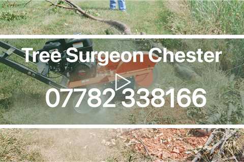 Tree Surgeon Chester Tree Removal Stump & Root Removal Tree Trimming Services Near Me