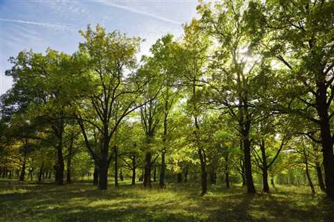 What Are 5 Ecological Services Provided by Trees?