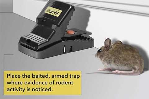 Home Depot Rat Traps: Finding The Best Trap Options For Effective Pest Management