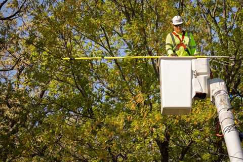 Where to Get a Business License for a Tree Service?