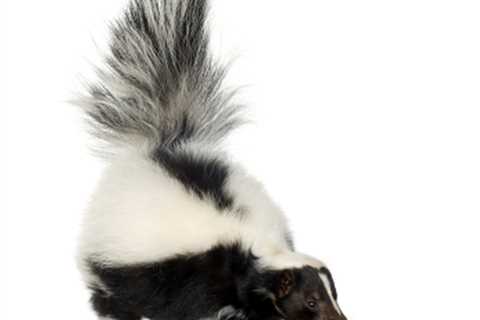 Are There Professional Skunk Removal Services Available In Chicago?