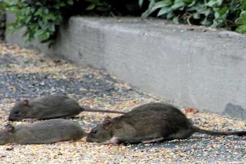 What Are The Common Rodent Infestation Signs In Baltimore County