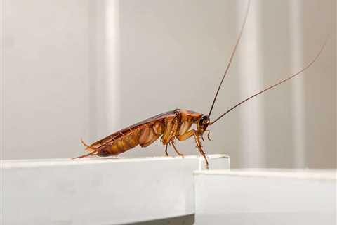Do Roaches Ever Completely Go Away?