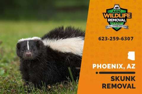 Who To Call For Skunk Removal