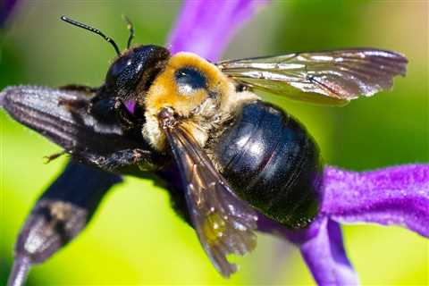 What Are Carpenter Bees and How Do You Get Rid of Them?