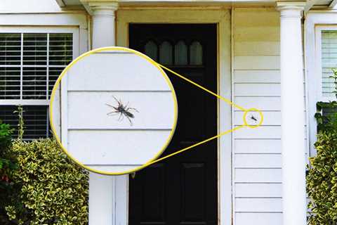 Effective Ways to Control Creepy Crawlers in Your Home
