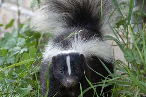 Will Animal Control Remove Skunks