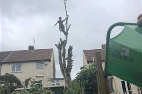 Residential And Commercial Tree Removal